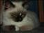 Singo-Torpet